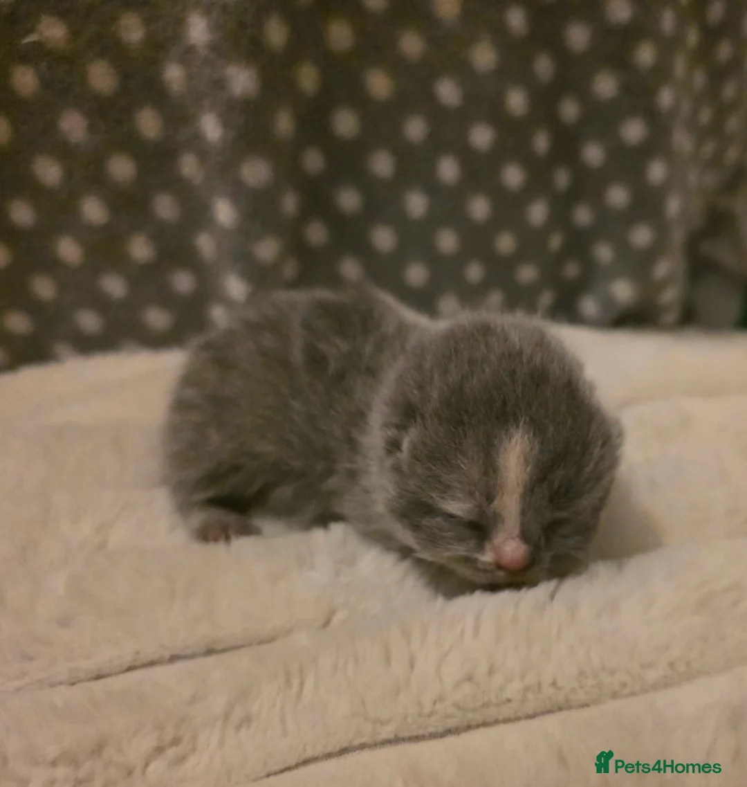 British Shorthair cats for sale: Beautiful unusual Pure British shorthair kittens - Advert 10