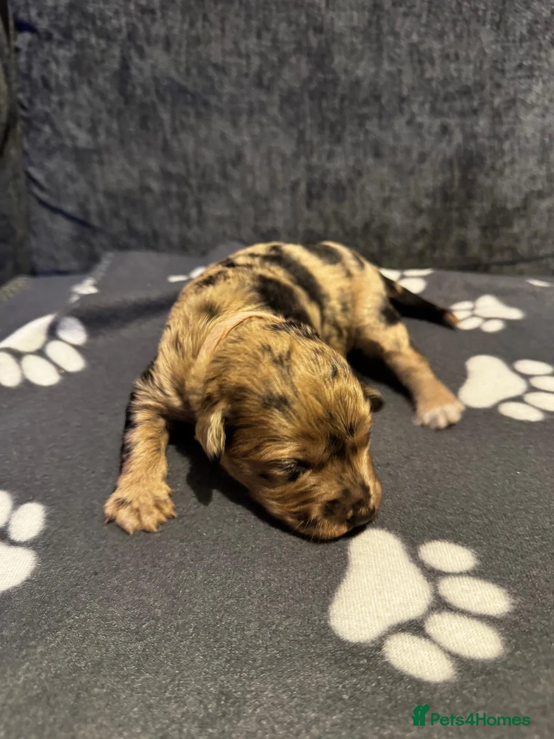 Bordoodle dogs for sale: 💜 Beautiful Bordoodle Puppies 💜 - Advert 2