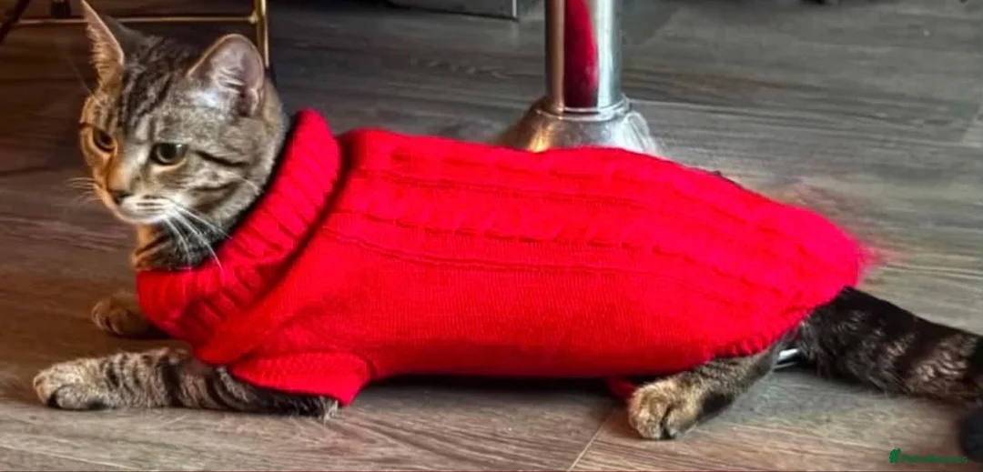 Domestic Shorthair cats for adoption: Meet Murphy 🐾  - Advert 2