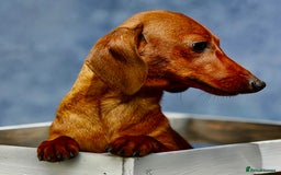 Miniature Dachshund dogs for adoption: Pixie: The Little Dog Who Escaped the Darkness - Image 2