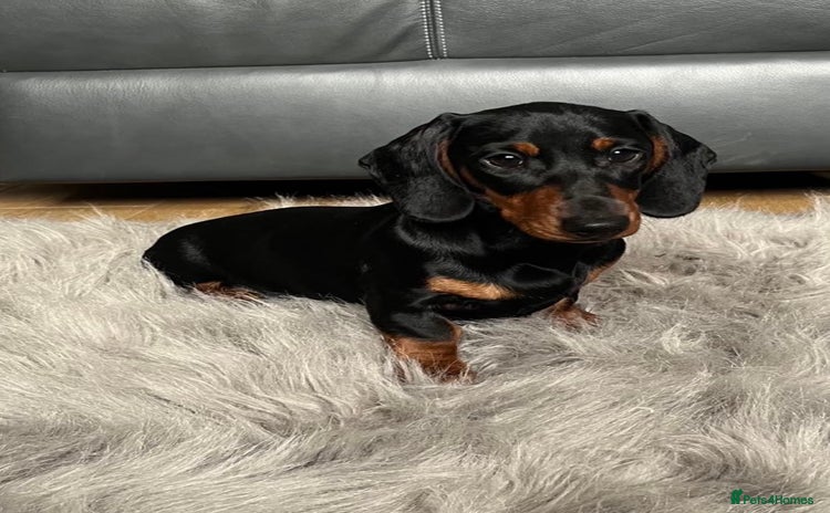 Dachshund dogs - Advert 1