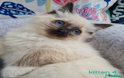Ragdoll cats for sale: Beautiful ragdoll kittens 1 female left - Image 10