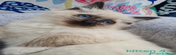 Ragdoll cats for sale: Beautiful ragdoll kittens 1 female left - Advert 4