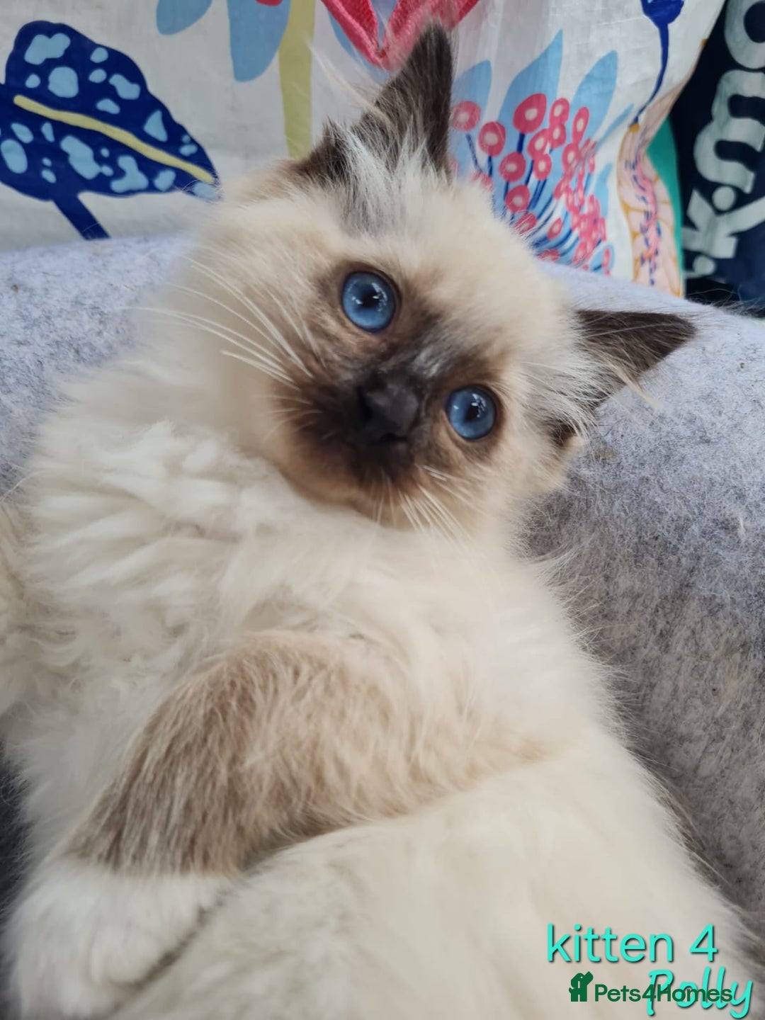 Ragdoll cats for sale: Beautiful ragdoll kittens 1 female left - Image 10
