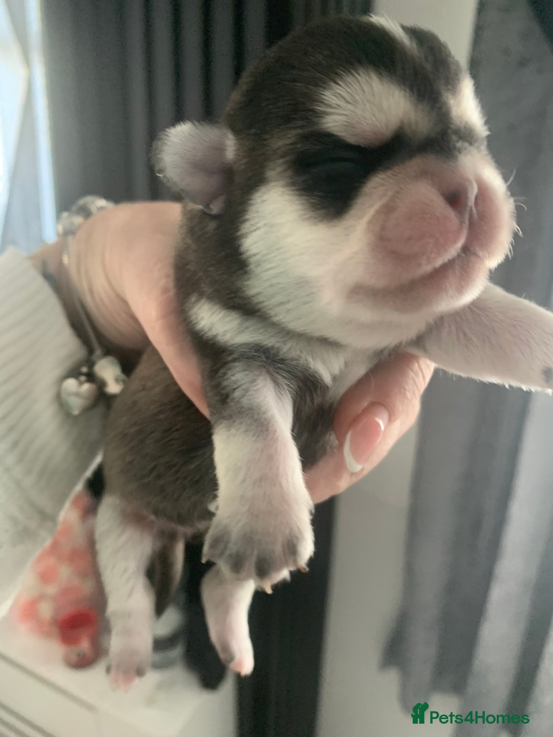 Pug dogs for sale: Husky pugs  - Image 6