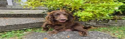 Cocker Spaniel dogs for sale: Chocolate cockerspaniel puppies for sales - Advert 8