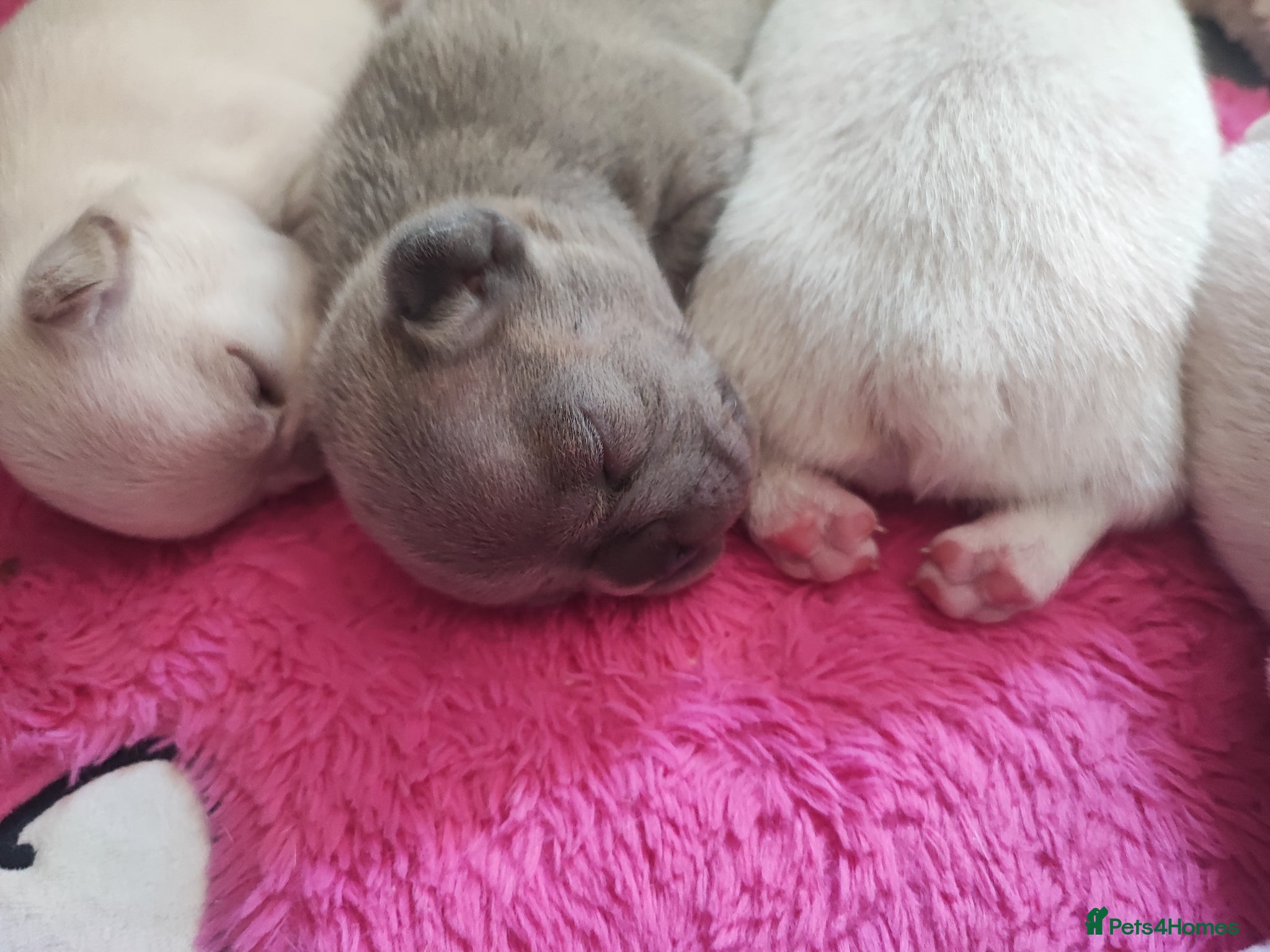 French Bulldog dogs for sale: french bulldog puppies in Nottingham - Advert 4