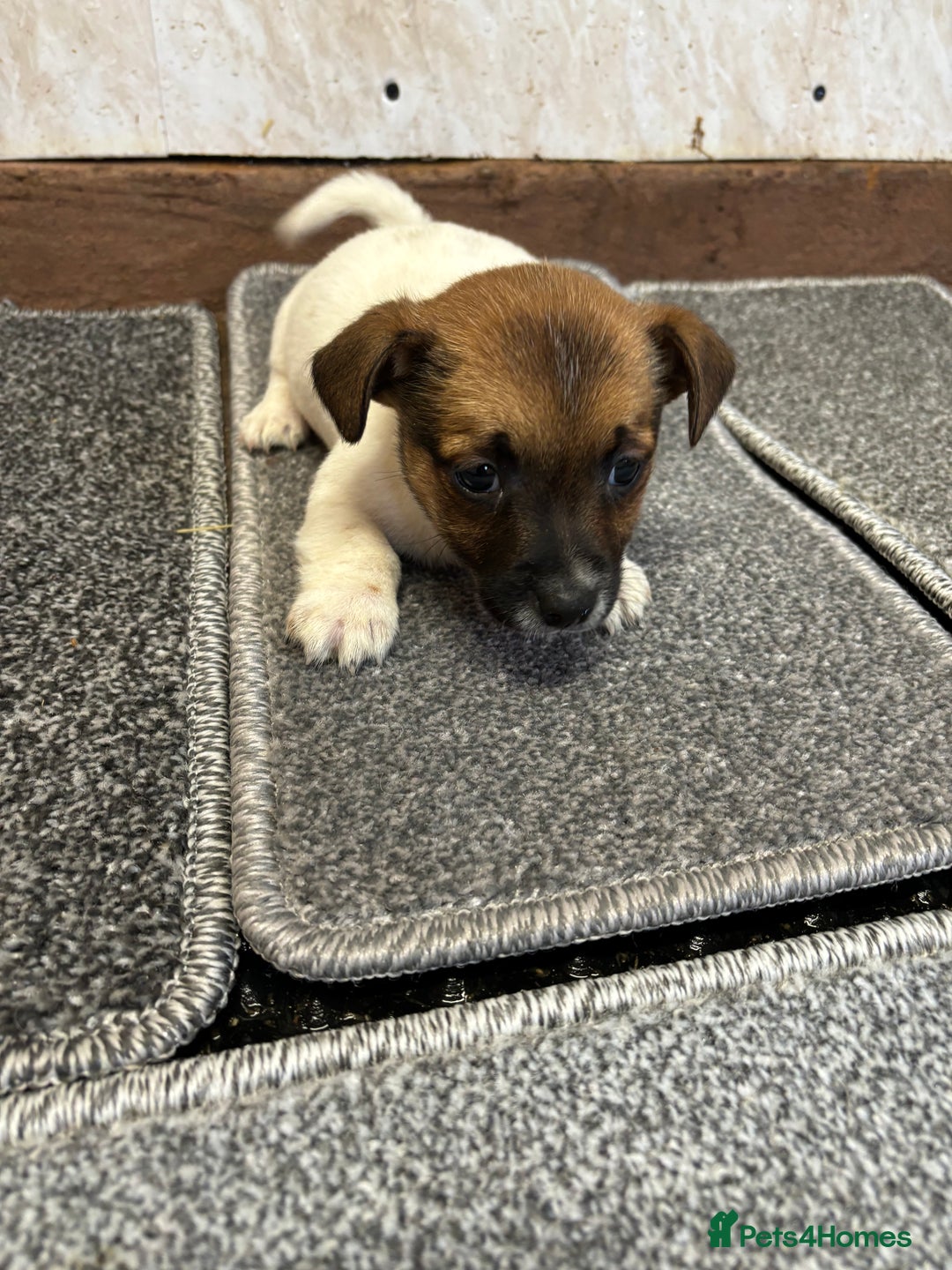 Jack Russell dogs for sale: Jack Russell pups  - Image 4