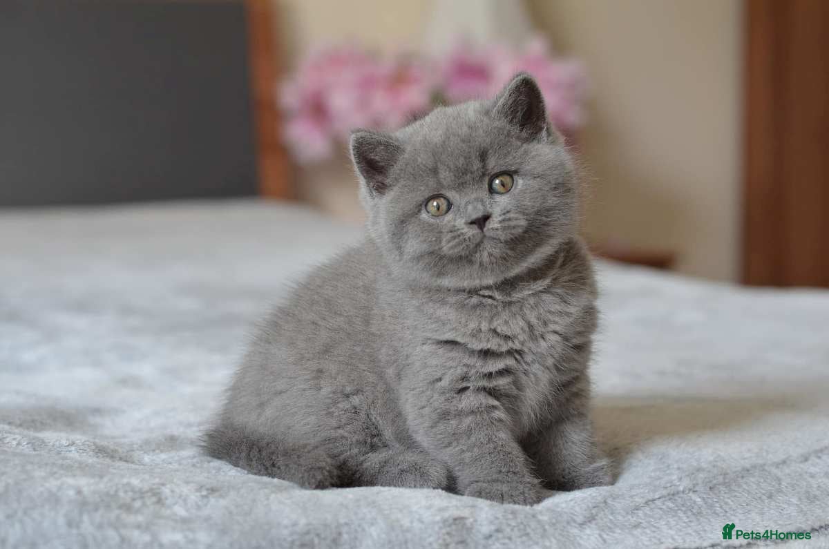 British Shorthair cats Beautiful Pure British Shorthair Kitten  - Advert 9