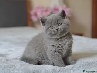 British Shorthair cats Beautiful Pure British Shorthair Kitten - Advert 9