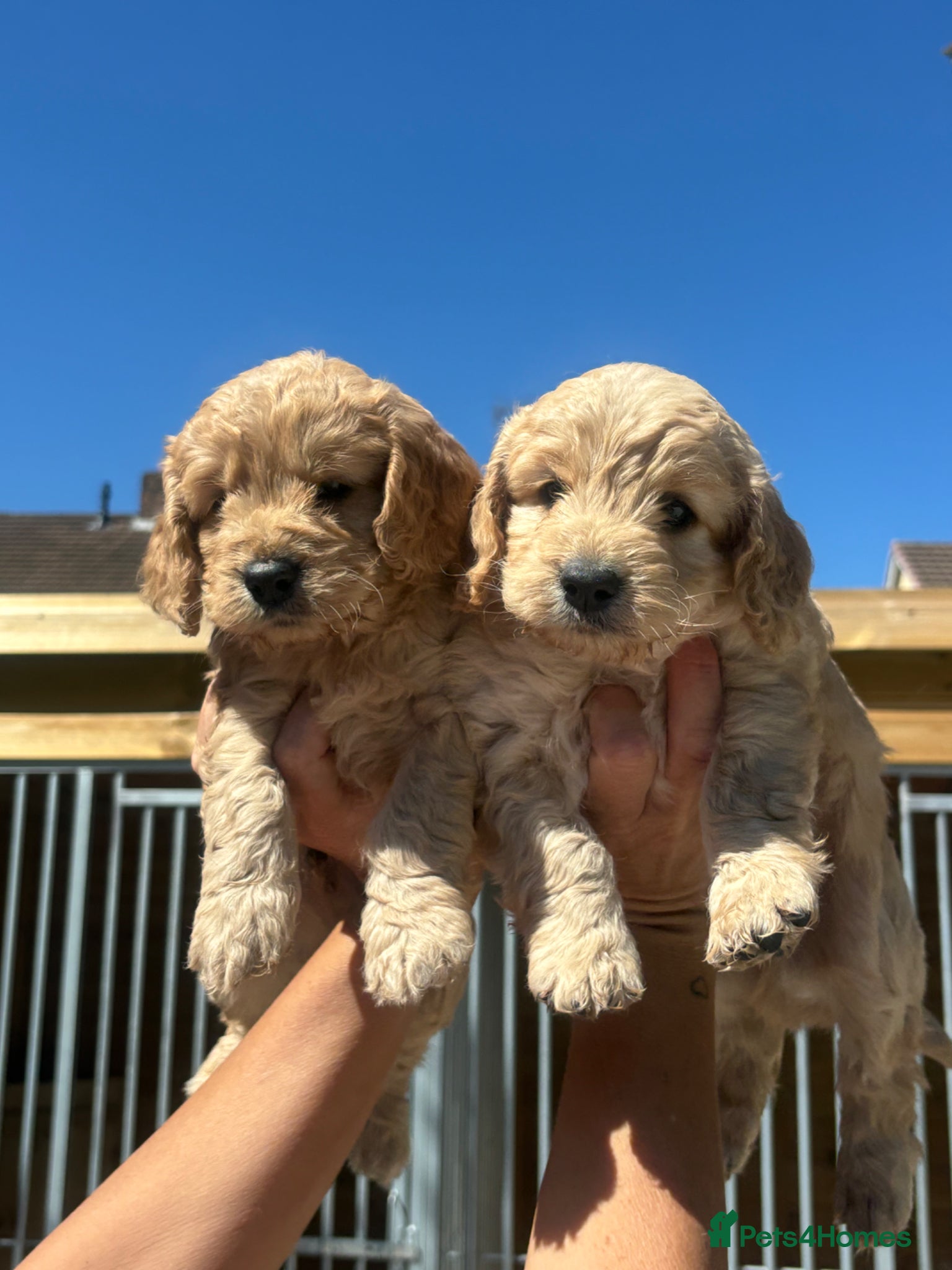 Cockapoo dogs Outstanding f1 cockapoo puppies  - Advert 13