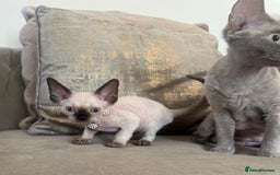 Devon Rex cats for sale: Two Adorable Devon Rex Kittens 💙🩷 - Image 8