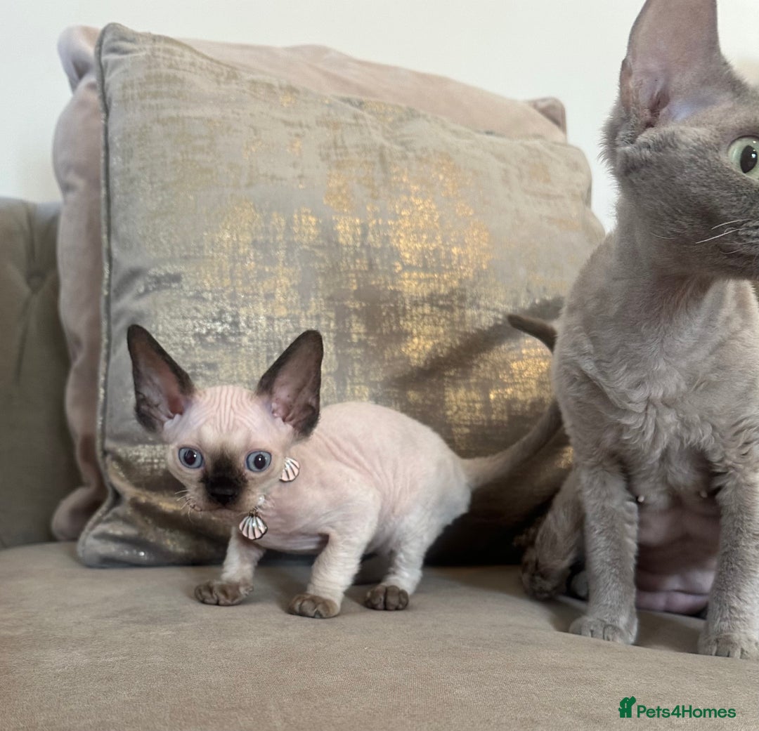 Devon Rex cats for sale: Two Adorable Devon Rex Kittens 💙🩷 - Image 8