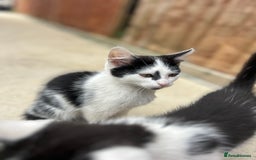 British Shorthair cats for sale: British short haired kittens - Image 7