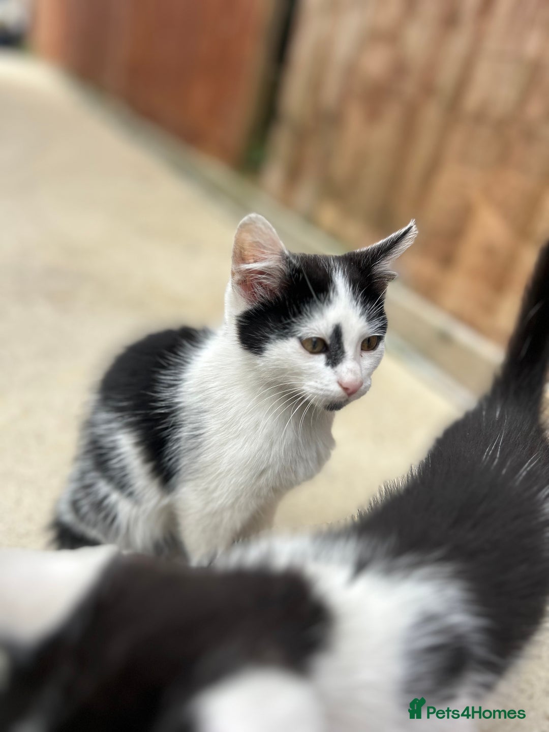 British Shorthair cats for sale: British short haired kittens - Image 7