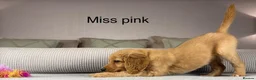 Goldendoodle dogs for sale: BEAUTIFUL HEALTHY CHUNKY PUPPIES  - Advert 6