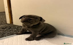 French Bulldog dogs for sale: Beautiful French Bulldog Puppies  - Image 10
