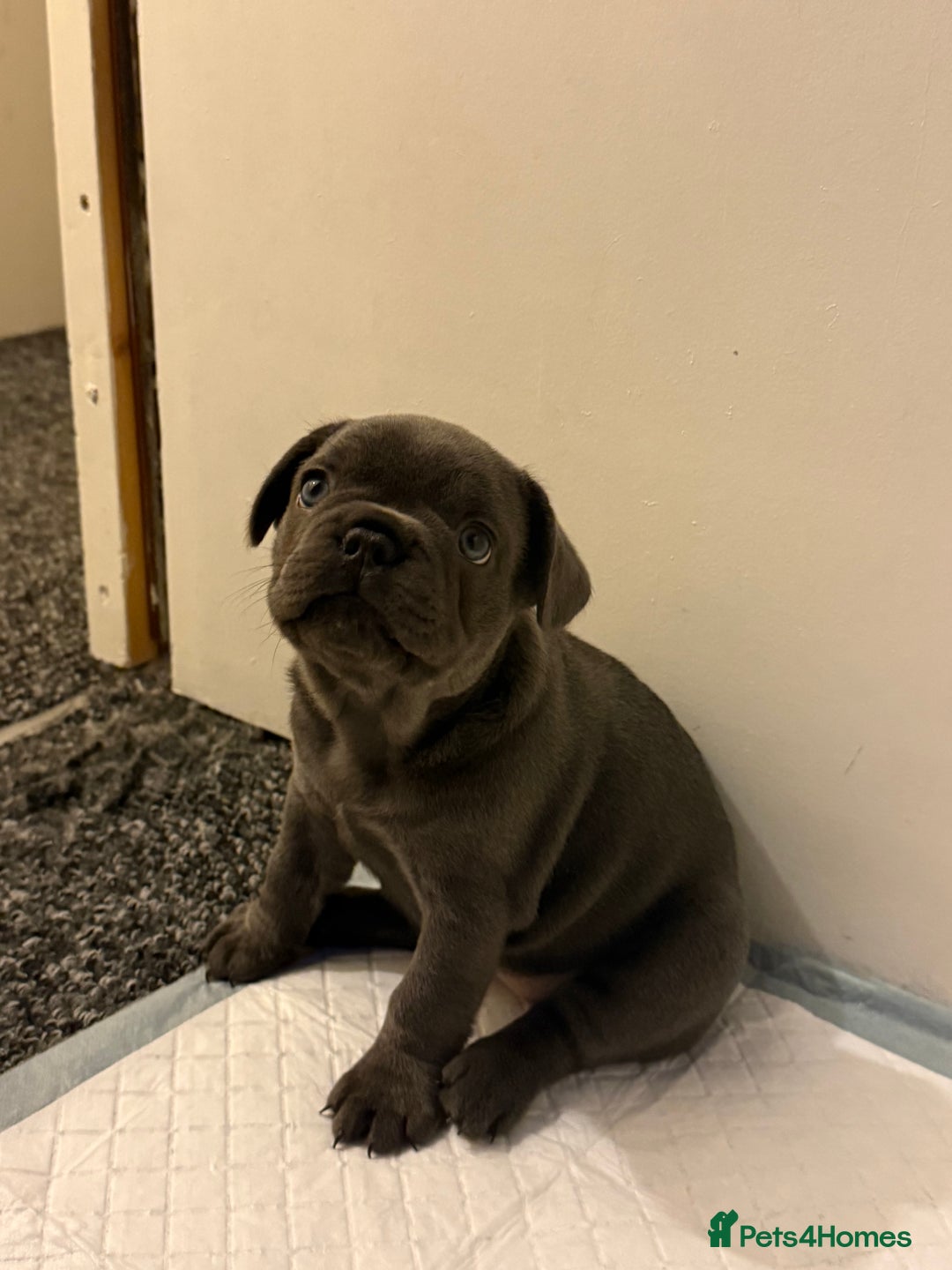 French Bulldog dogs for sale: Beautiful French Bulldog Puppies  - Image 10