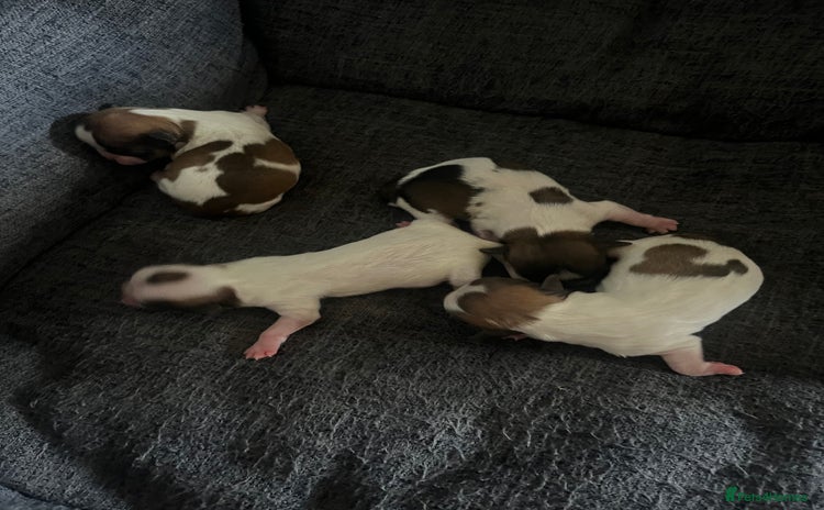 Malshi dogs - Advert 1