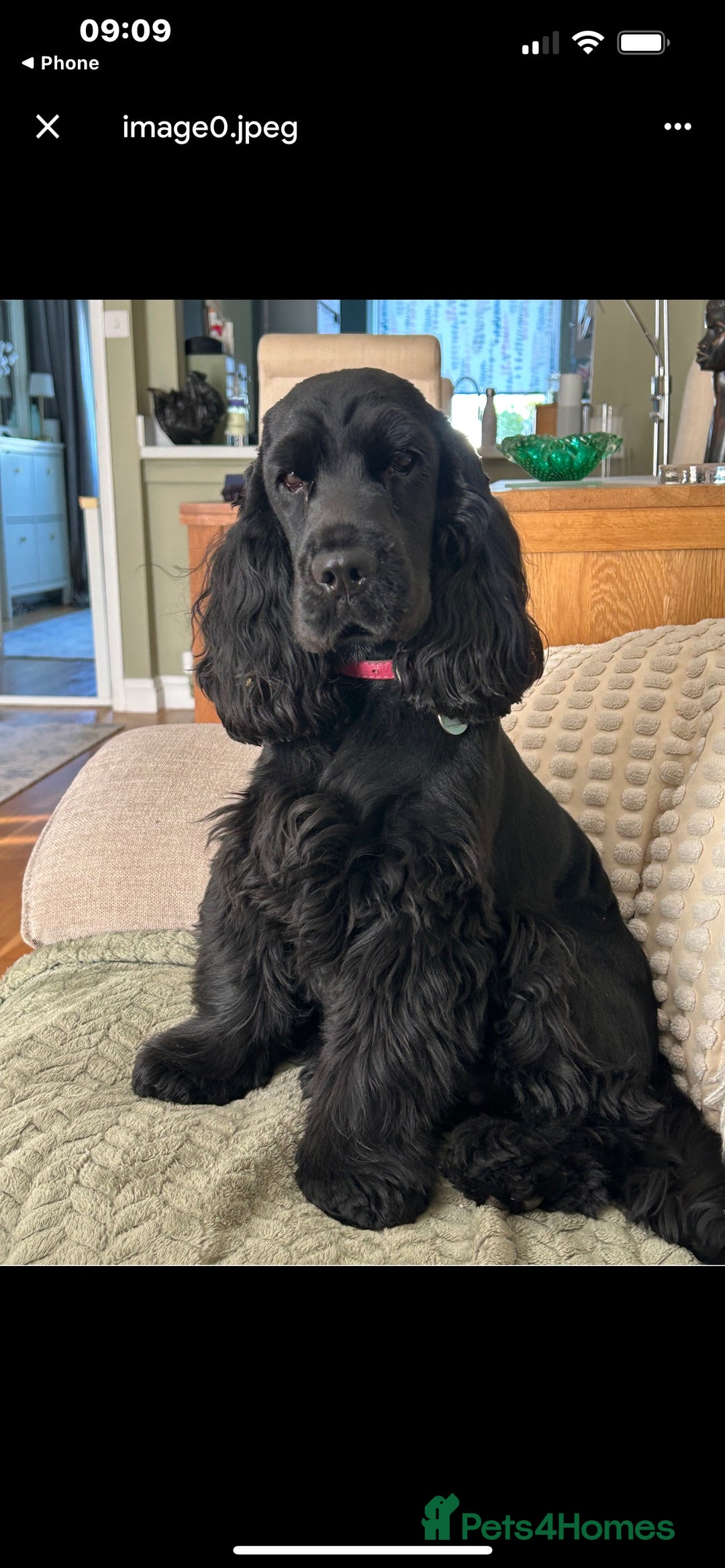 Cocker Spaniel dogs for sale: Show type cocker  spaniel “ Villaspaniol  ” kC reg - Image 12