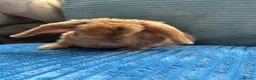 Mini Lop rabbits for sale: 🦋Pure Breed Mini plush lop 🦋 in Halstead - Advert 35