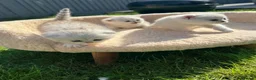 Scottish Fold cats for sale: Stunning Scottish Fold & Straight Show Kittens  - Advert 8