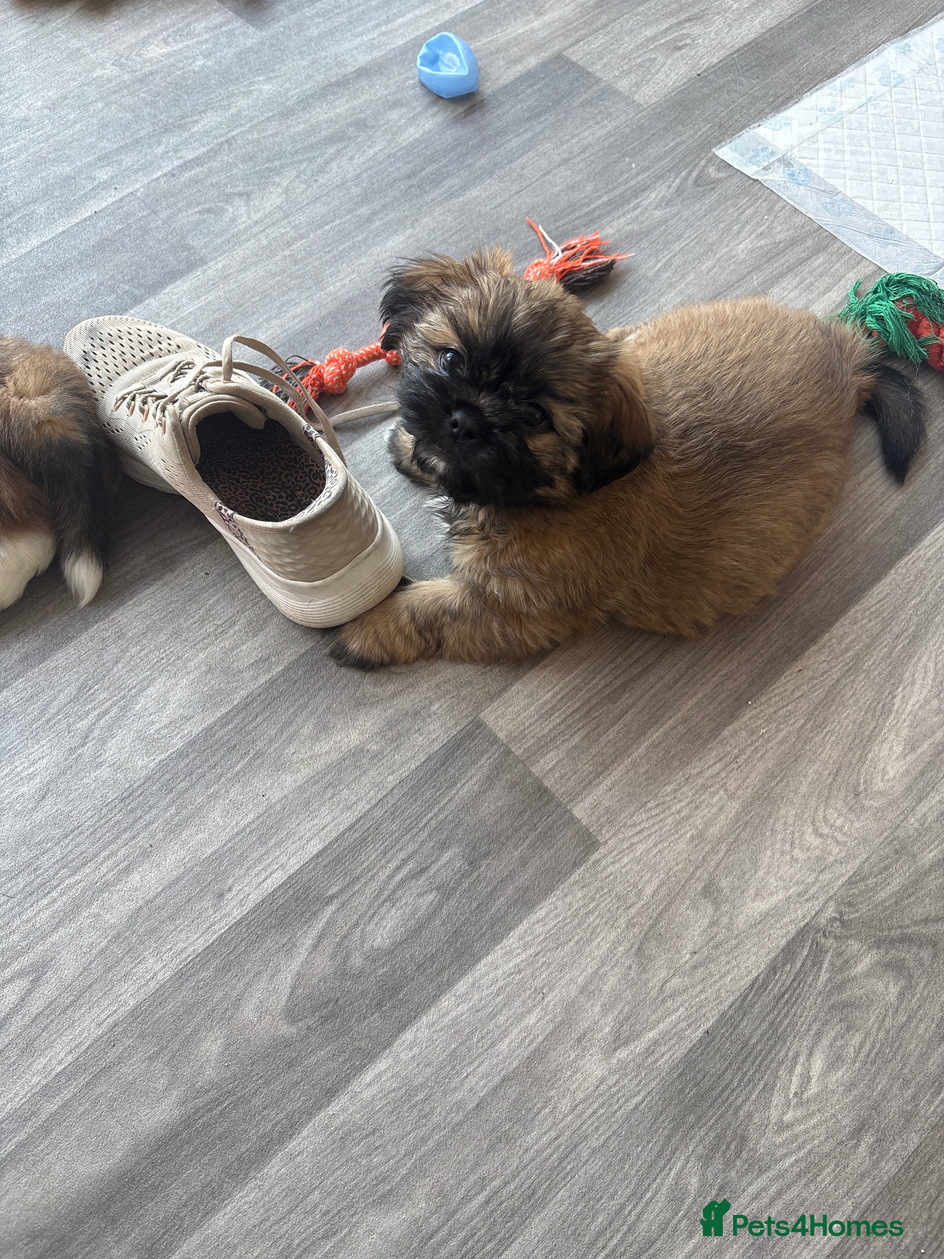 Shih Tzu dogs Shih Tzu puppies for sale - Advert 2