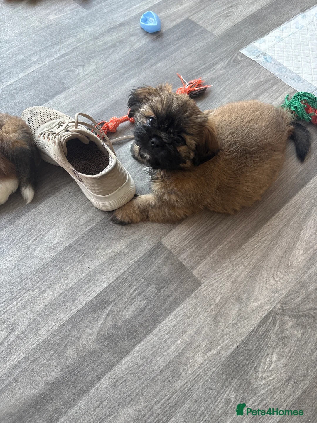 Shih Tzu dogs for sale: Shih Tzu puppies for sale - Advert 2