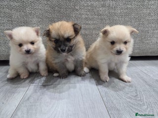 Pomeranian dogs Beautiful Pomeranian Puppies - Advert 5