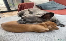 French Bulldog dogs for sale: Rare KC French bulldogs - champion lines  - Image 9