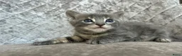 Bengal cats for sale: Gorgeous litter of TICA registered bengal kittens  - Advert 14