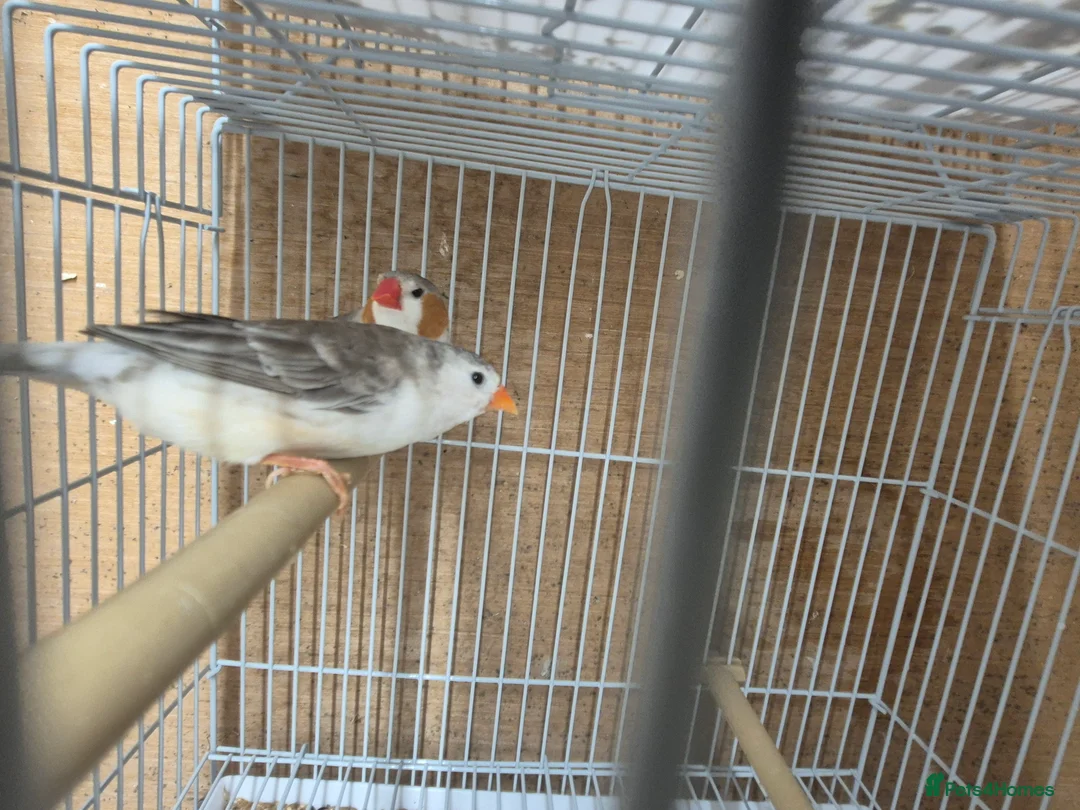 Mixed Breed birds for sale: Cage n aviary birds  - Advert 2
