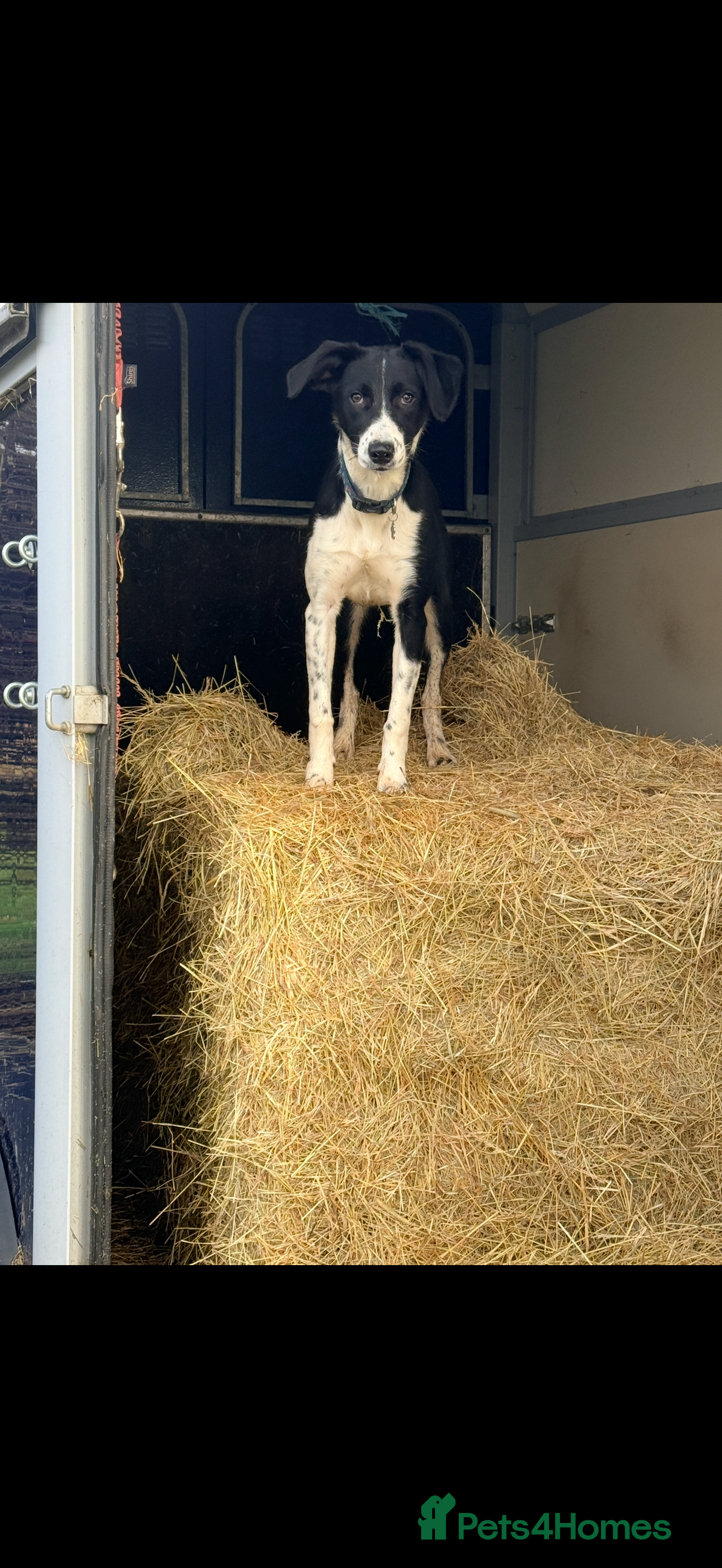 Mixed Breed dogs 9 month old collie x springer - Advert 1