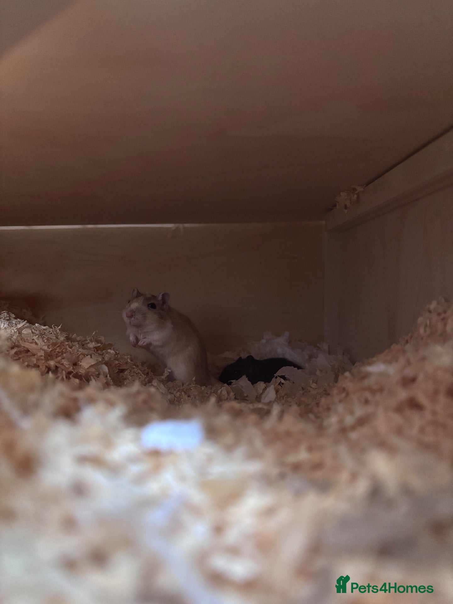 Gerbil rodents 2 young male gerbils for sale - Advert 9