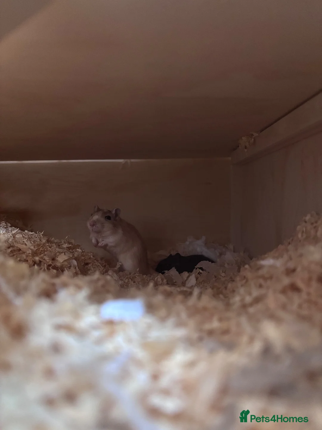 Gerbil rodents for sale: 2 young male gerbils for sale - Advert 1