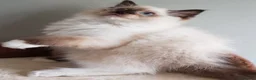 Ragdoll cats for sale:  GCCF Reg. Ragdolls Kittens CHAMPION LINES - Advert 19