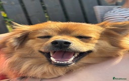 Pomeranian dogs for sale: Teddy - Image 1