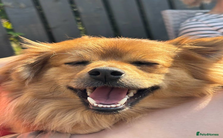 Pomeranian dogs - Advert 1