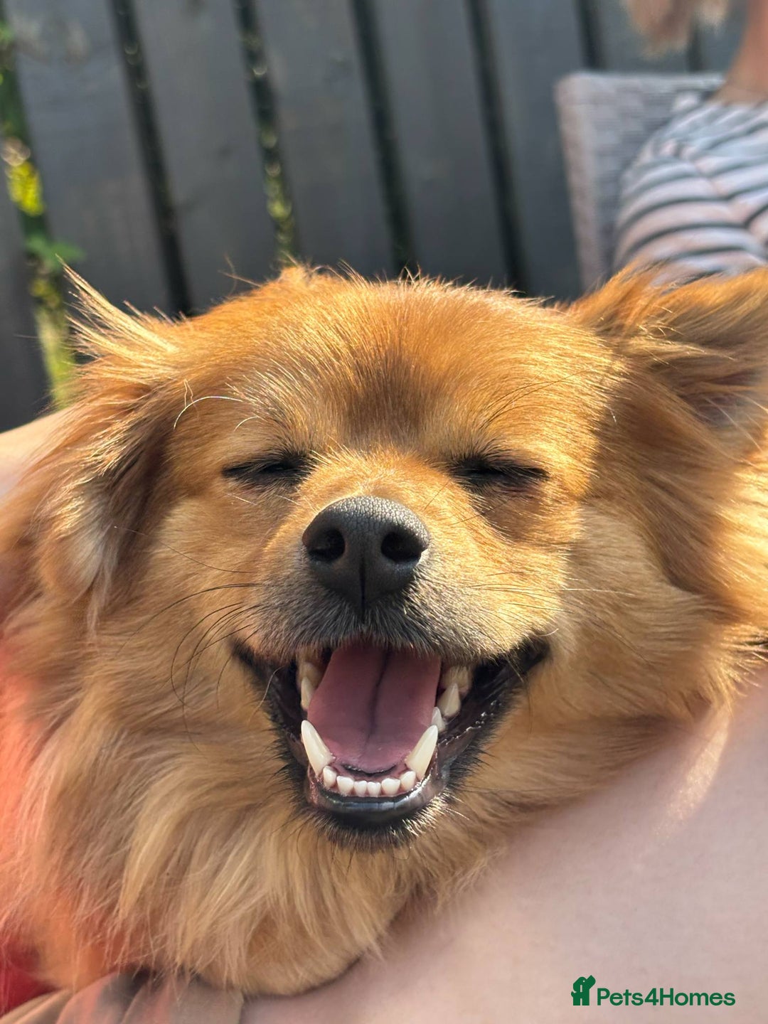 Pomeranian dogs for sale: Teddy - Image 1