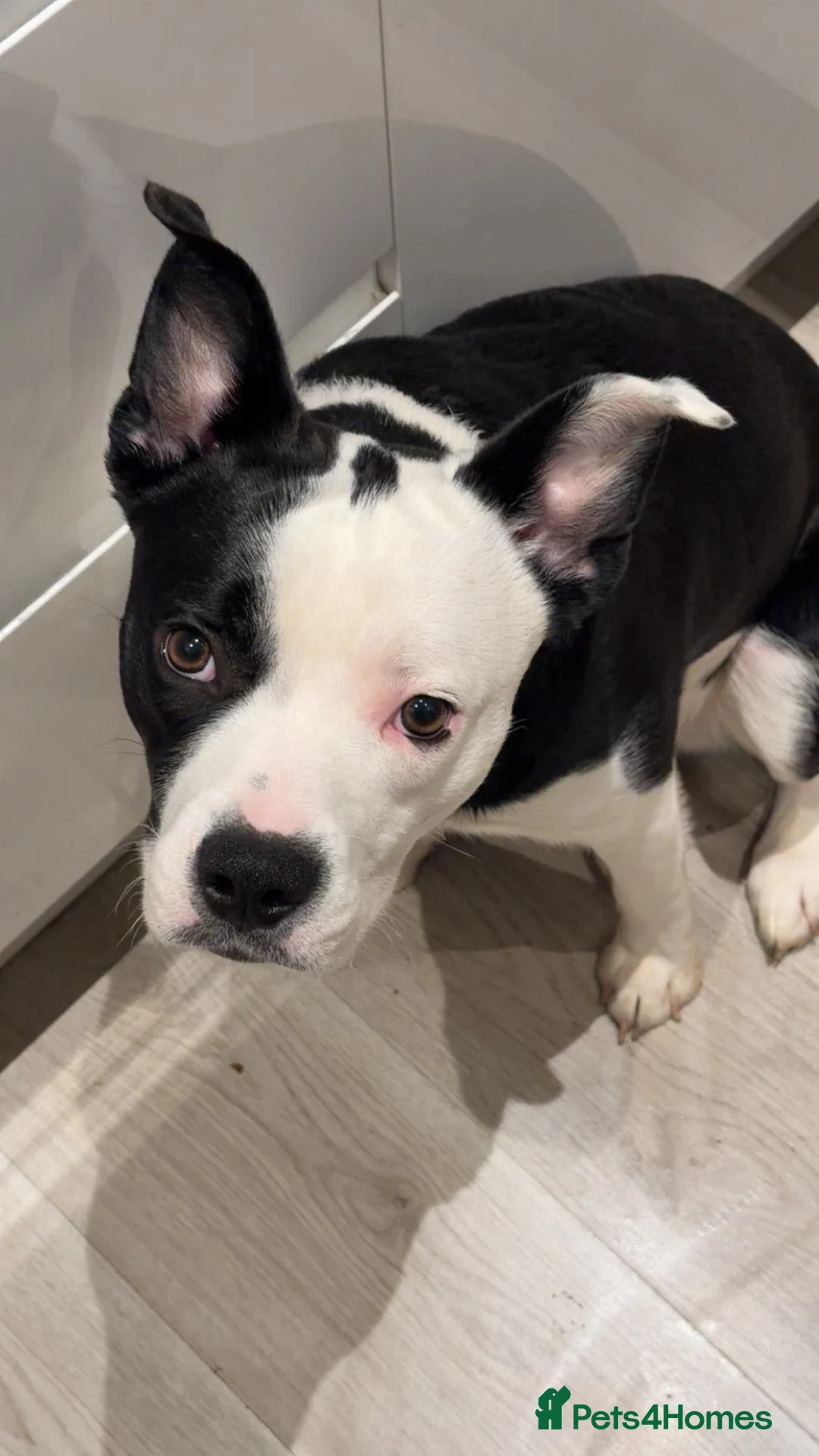 Mixed Breed dogs for sale: Male puppy - Advert 9