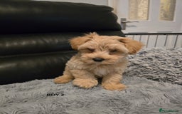 Maltipoo dogs for sale: MALTIPOO PUPPIES FOR SALE - Image 5
