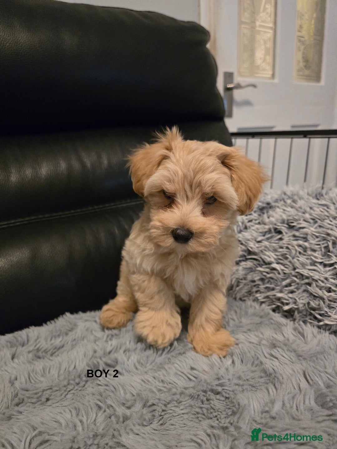 Maltipoo dogs for sale: MALTIPOO PUPPIES FOR SALE - Image 5