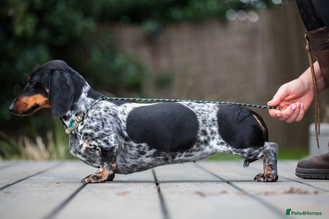 Miniature Dachshund dogs for sale: RUSSIAN PEDIGREE PIEBALD MINIATURE DACHSHUNDS - Advert 4