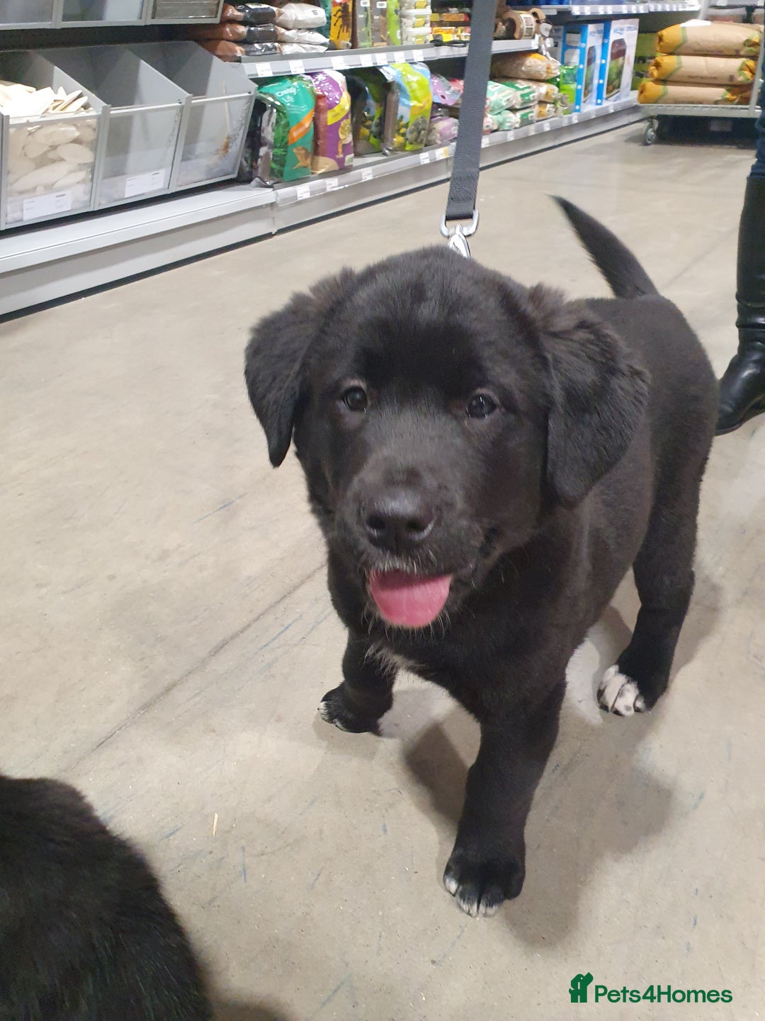 Mixed Breed dogs for sale: Akita and Golden retriever mix - Advert 6