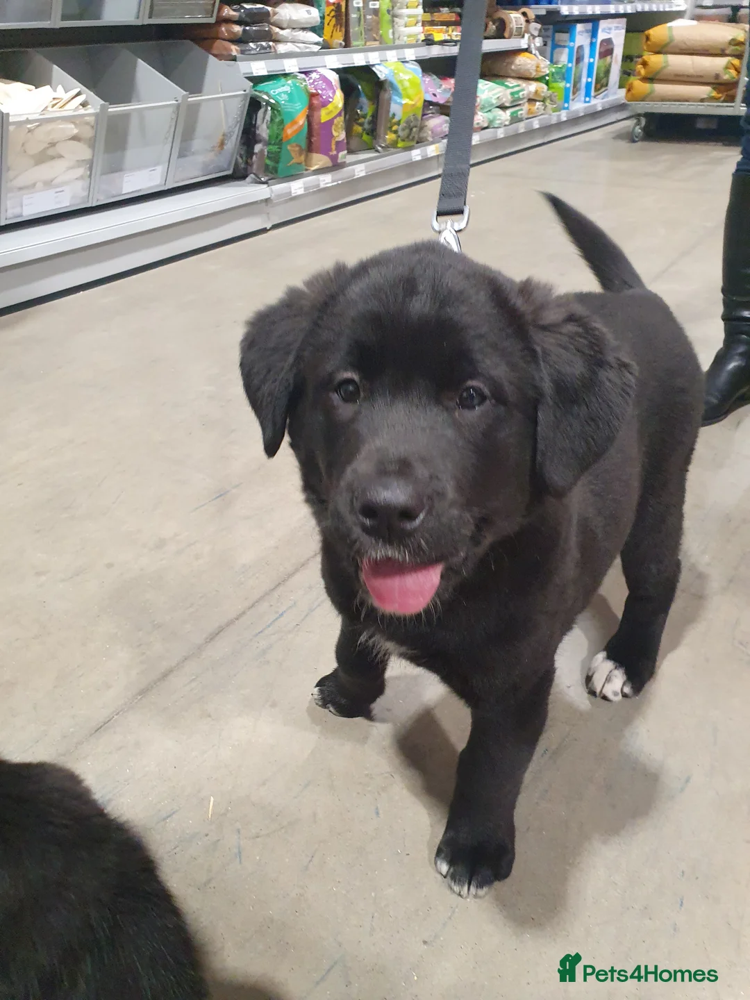 Mixed Breed dogs for sale: Akita and Golden retriever mix - Advert 10