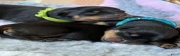 Rottweiler dogs for sale: 🐾 Beautiful Rottweiler Puppies 🐾 - Advert 6