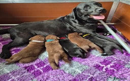 Labrador Retriever dogs for sale: Super Chunky KC Extensively Health Tested Parents - Image 6