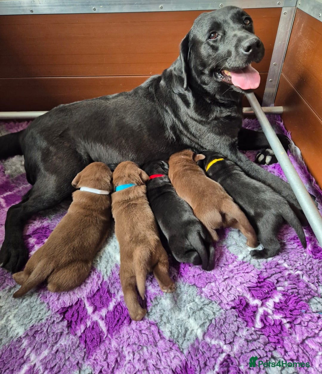 Labrador Retriever dogs for sale: Super Chunky KC Extensively Health Tested Parents - Image 6