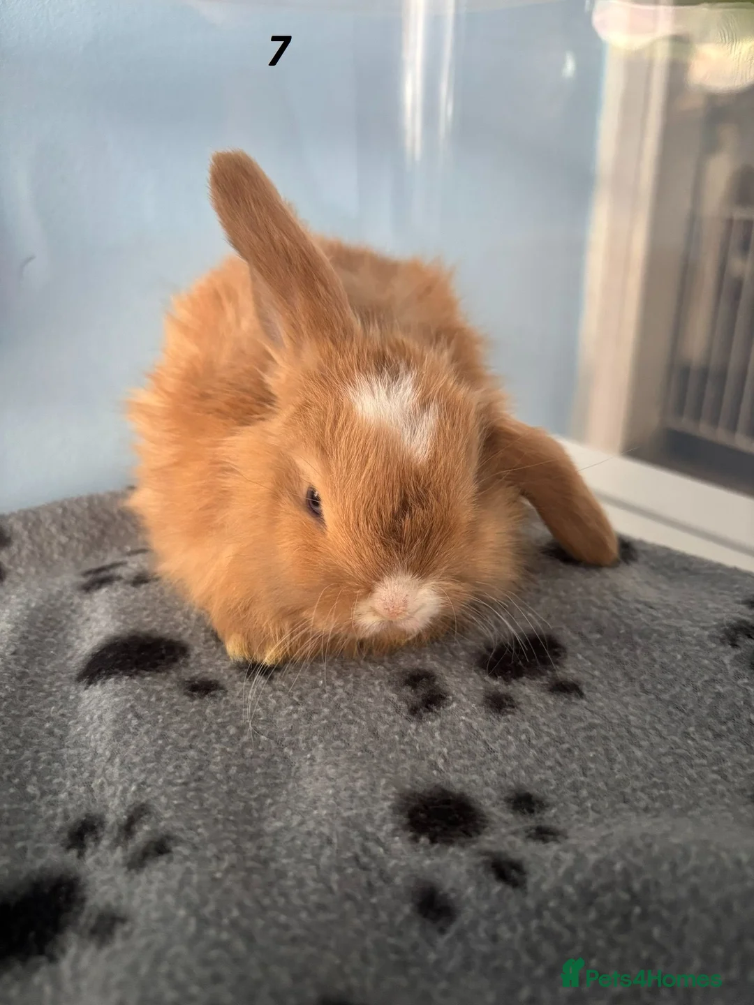 Mini Lop rabbits for sale: 🐰 Beautiful Mini Lop Baby Bunnies– Ready to go 🐰 - Advert 2