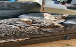 Bengal cats for sale: Mixed bengal kittens   - Image 3
